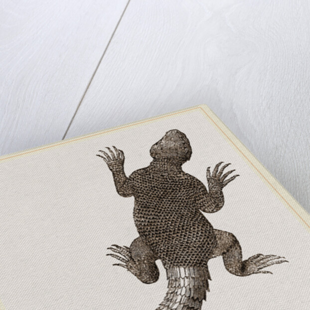 Spiny Agama by Anonymous