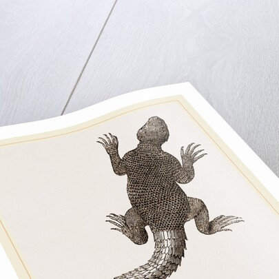 Spiny Agama by Anonymous