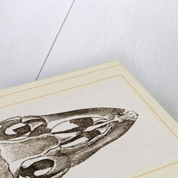 Skull of Varan the Nile by Anonymous