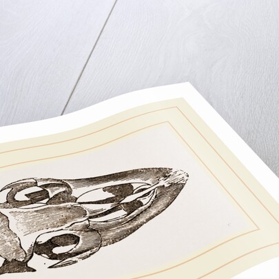 Skull of Varan the Nile by Anonymous