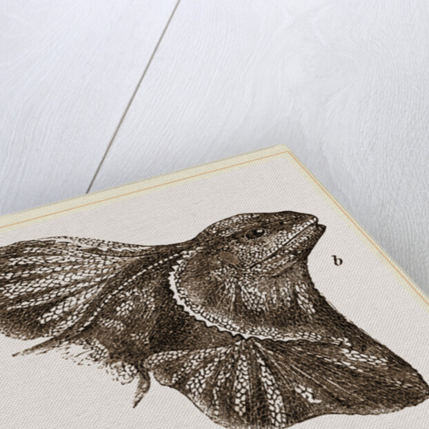 Frilled Lizard by Anonymous