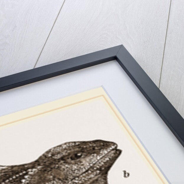 Frilled Lizard by Anonymous