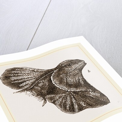 Frilled Lizard by Anonymous
