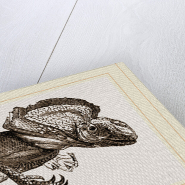 Frilled Lizard by Anonymous