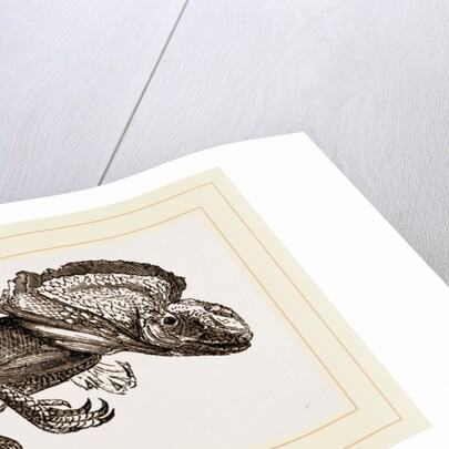 Frilled Lizard by Anonymous