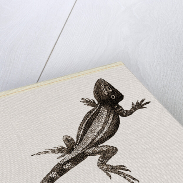 Muricated Lizard by Anonymous