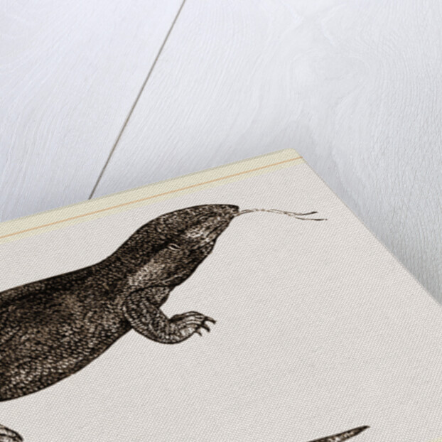 White-throated Varan by Anonymous