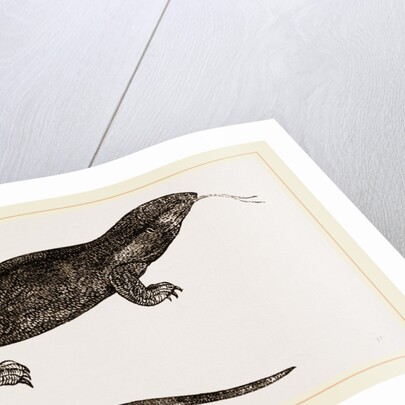 White-throated Varan by Anonymous