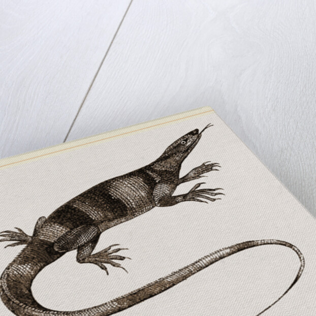 Bell's Varan by Anonymous