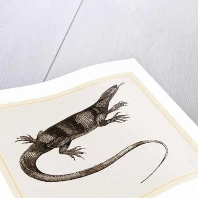 Bell's Varan by Anonymous