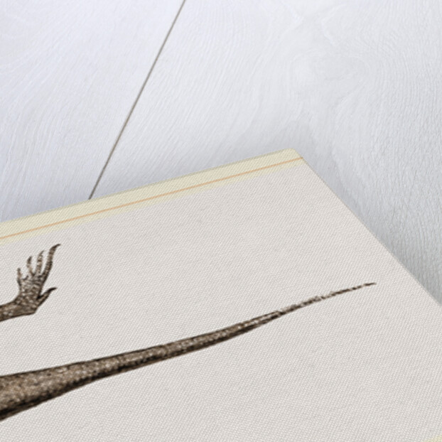 Changeable Agama by Anonymous