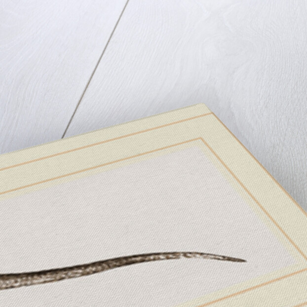 Changeable Agama by Anonymous