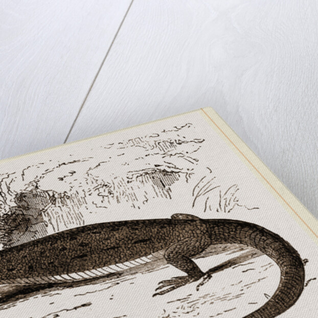 Viviparous Lizards by Anonymous