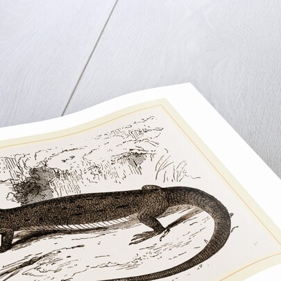 Viviparous Lizards by Anonymous