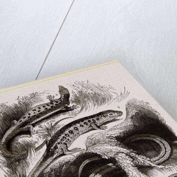 Group of Lizards by Anonymous
