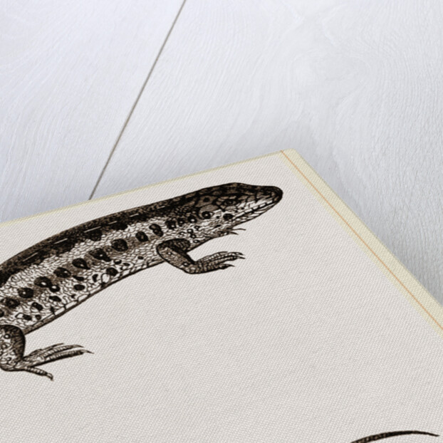 Sand-Lizard by Anonymous