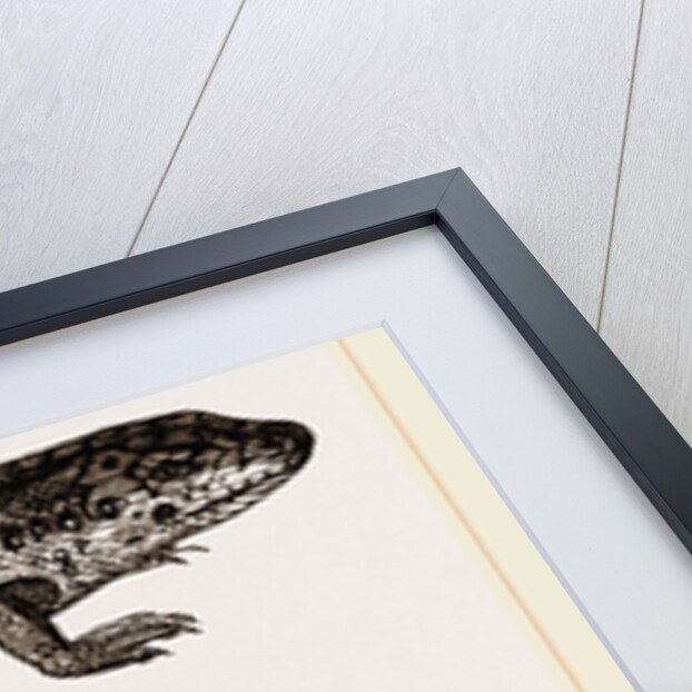 Sand-Lizard by Anonymous