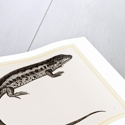 Sand-Lizard by Anonymous