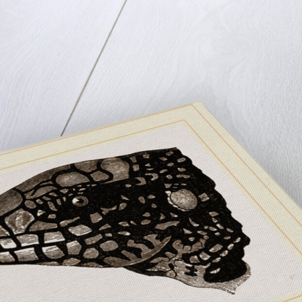 Head of Teguixin by Anonymous