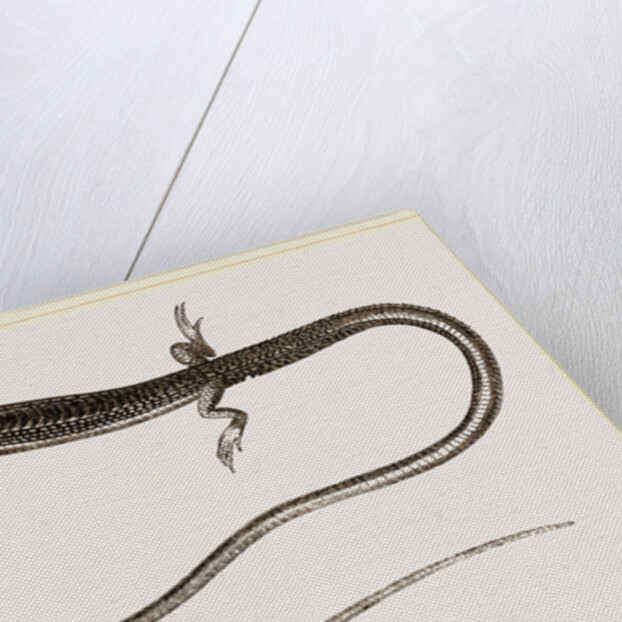 Six-lined Tachydromus by Anonymous