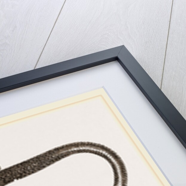 Six-lined Tachydromus by Anonymous