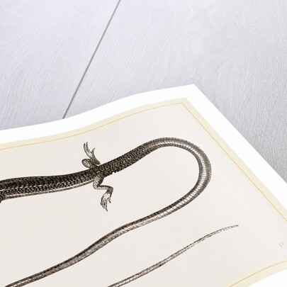 Six-lined Tachydromus by Anonymous