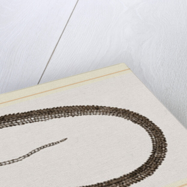 Four-toed Snake-Lizard by Anonymous