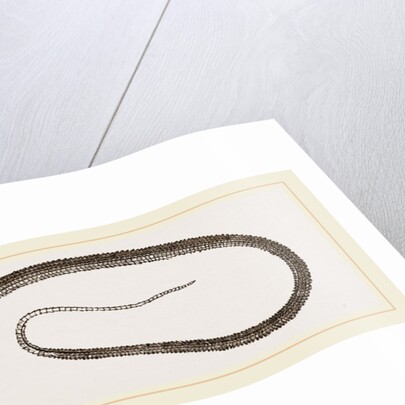 Four-toed Snake-Lizard by Anonymous