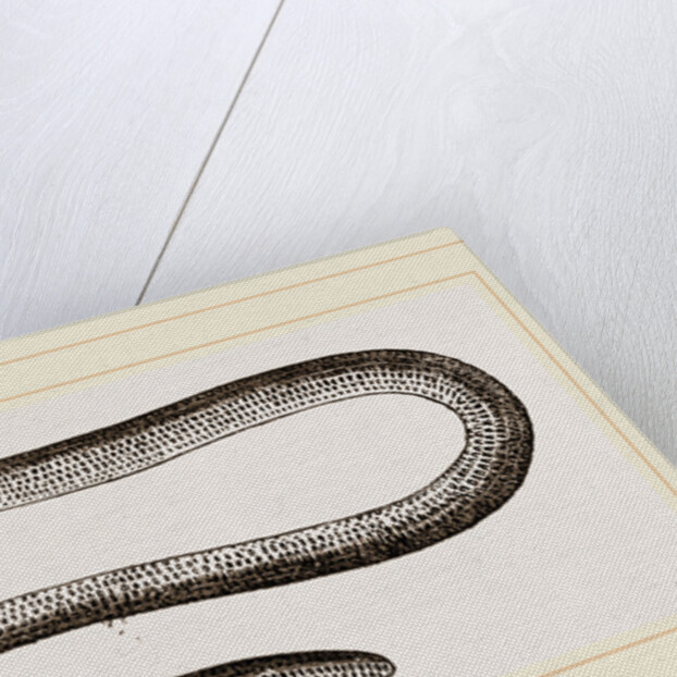 Painted Acontias by Anonymous