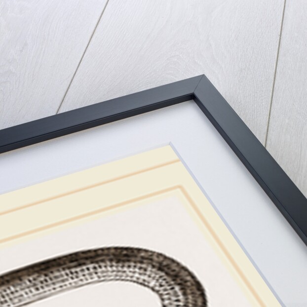 Painted Acontias by Anonymous