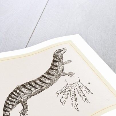 Officinal Scink by Anonymous