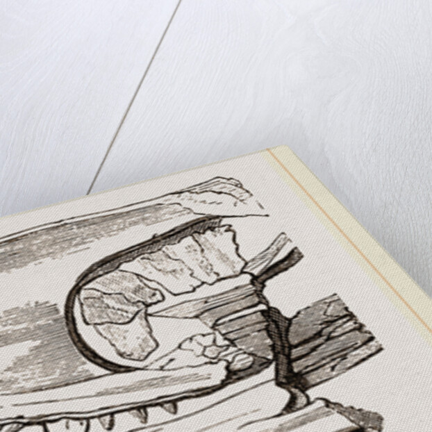 Head of Sommering's Geosaurus by Anonymous