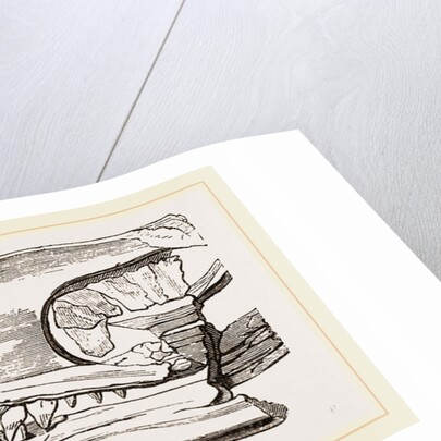 Head of Sommering's Geosaurus by Anonymous