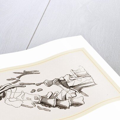 Vertebral Column of Sommering's Geosaurus by Anonymous