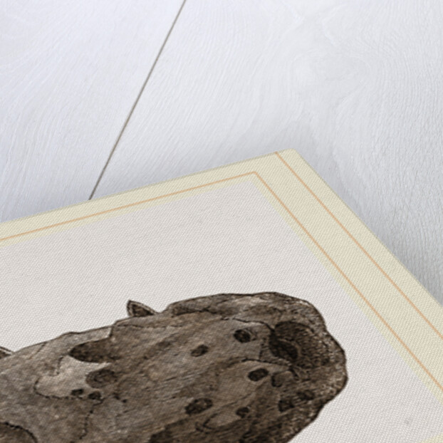 Portion of Lower Jaw Megalosaurus by Anonymous