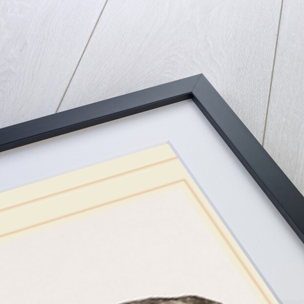 Portion of Lower Jaw Megalosaurus by Anonymous