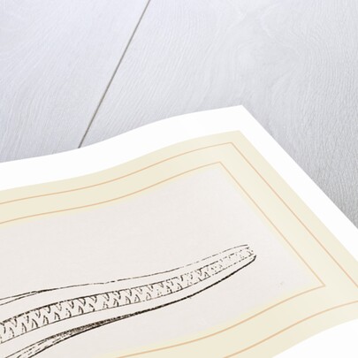 Upper Skull of Ichthyosaurus by Anonymous