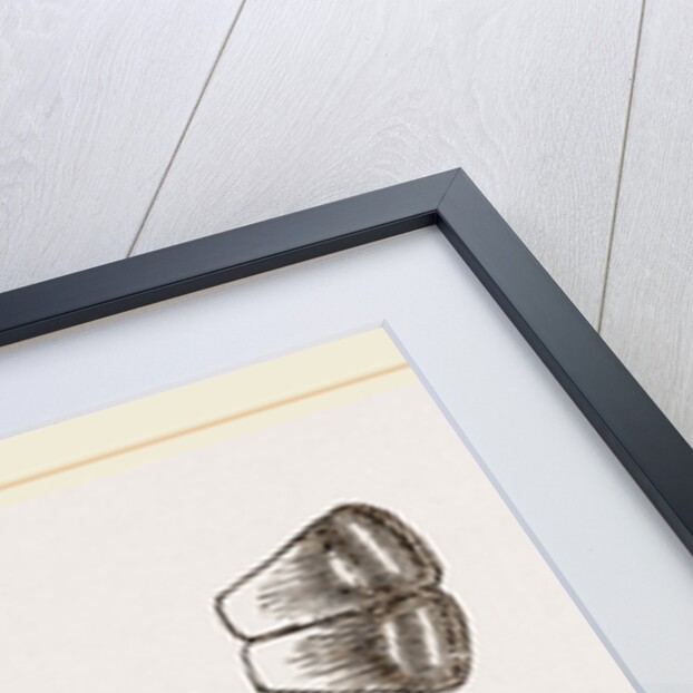 Upper Skull of Ichthyosaurus by Anonymous