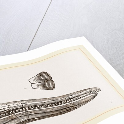 Upper Skull of Ichthyosaurus by Anonymous