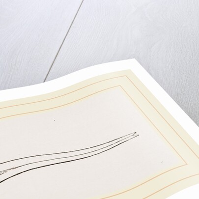 Upper Skull of Ichthyosaurus by Anonymous