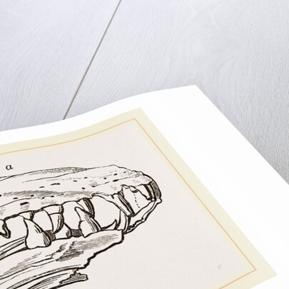 Head of Sommering's Geosaurus by Anonymous