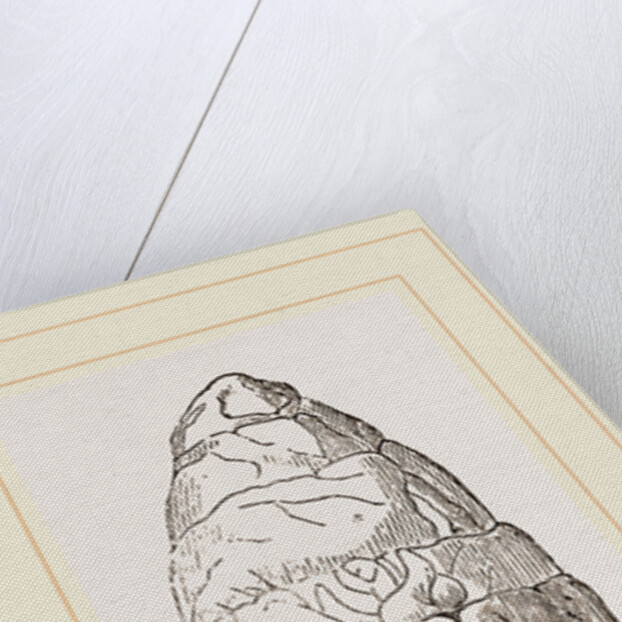 Coprolite of lchthyosaurns by Anonymous