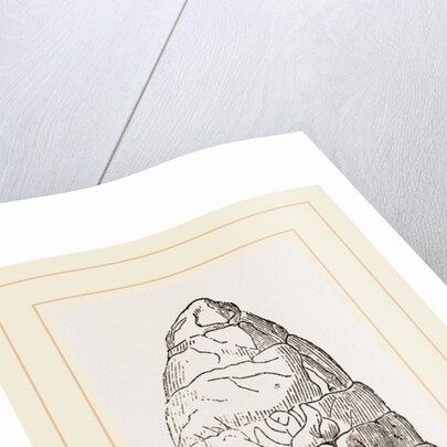 Coprolite of lchthyosaurns by Anonymous