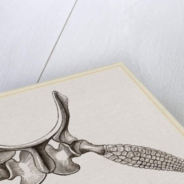 Sternal Arch and Anterior Paddles of Ichthyosaurus by Anonymous