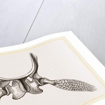 Sternal Arch and Anterior Paddles of Ichthyosaurus by Anonymous