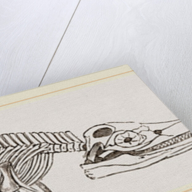 Ichthyosaurus by Anonymous