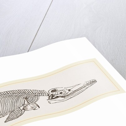 Ichthyosaurus by Anonymous
