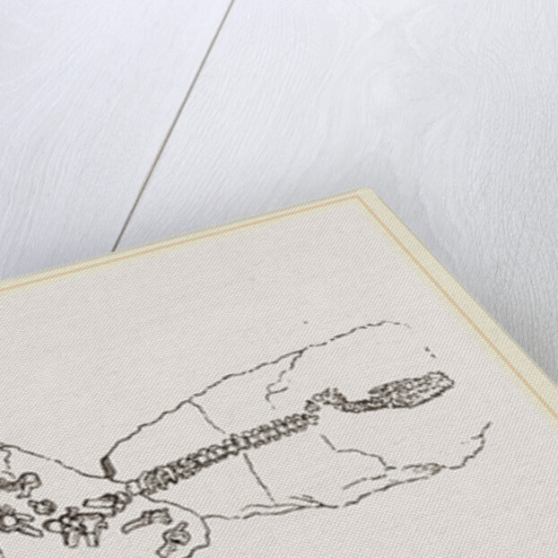 Plesiosaurus as found at Lyme Regis by Anonymous