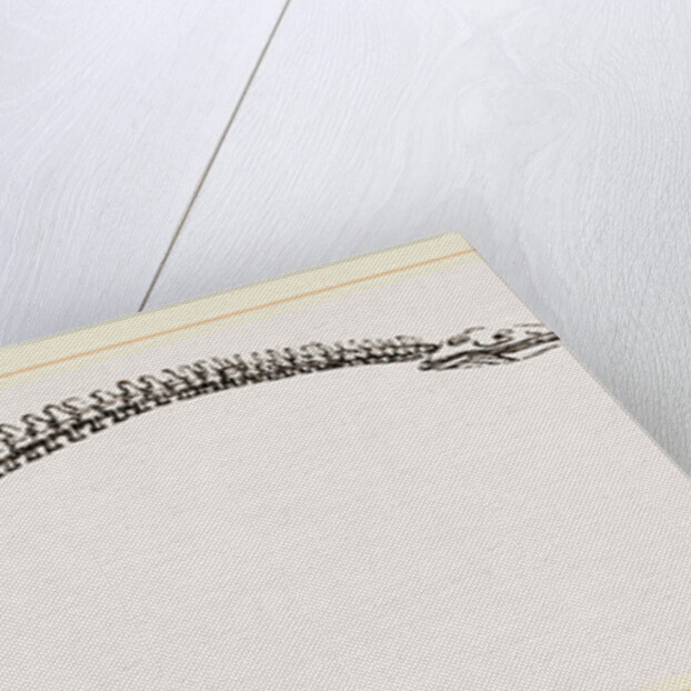 Skeleton of Plesiosaurus restored by Anonymous