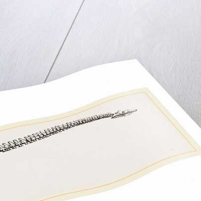 Skeleton of Plesiosaurus restored by Anonymous